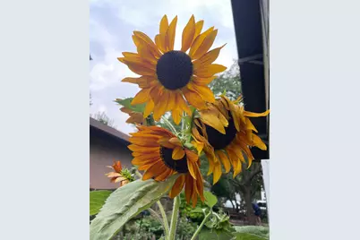 1369 Hamline Avenue N, Saint Paul, MN 55108 - Photo 65