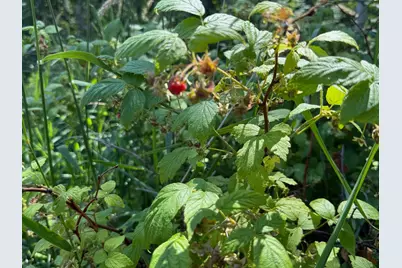 36719 State Highway 65, Nashwauk, MN 55769 - Photo 13