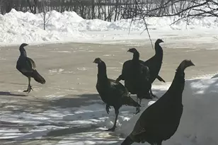 28983 320th Ave Way, Red Wing, MN 55066 - Photo 135