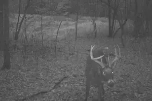 7243 Hazelwood Ave, Northfield, MN 55057 - Photo 91