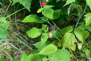 14523 Bistram Rd, Grantsburg, WI 54840 - Photo 9