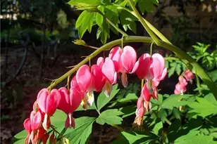 707 W Columbia St, Chippewa Falls, WI 54729 - Photo 53