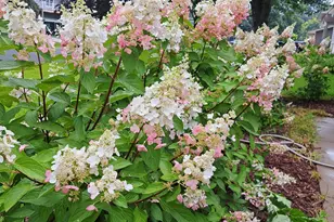 14790 Camero Ln, Rosemount, MN 55068 - Photo 7