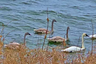 44461 Conifer St, Aitkin, MN 56431 - Photo 35