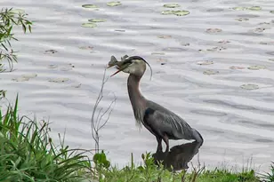 1465 Island Dr, Golden Valley, MN 55422 - Photo 87