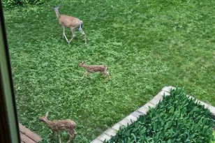 352 Cimarron Rd, Apple Valley, MN 55124 - Photo 81