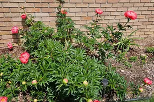 352 Cimarron Rd, Apple Valley, MN 55124 - Photo 87