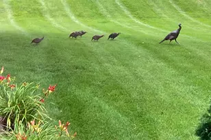 3177 Lakecrest Rd NE, Alexandria, MN 56308 - Photo 5