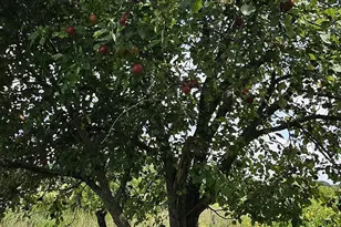 13431 160th Ave, Foreston, MN 56330 - Photo 21