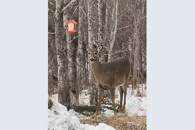 265 Mink Ranch Road, Tofte Township, MN 55615 - Photo 21