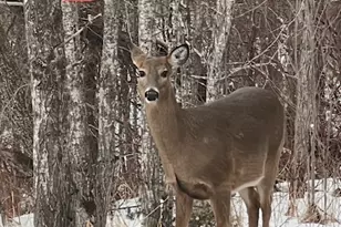 265 Mink Ranch Rd, Tofte Township, MN 55615 - Photo 21