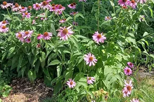 2611 Parkview Blvd, Robbinsdale, MN 55422 - Photo 31