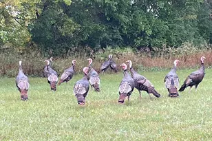 77728 325th St, Ellendale, MN 56026 - Photo 59