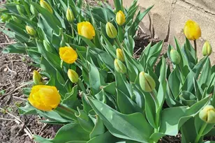 613 11th St SE, Rochester, MN 55904 - Photo 37