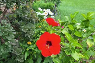 613 11th St SE, Rochester, MN 55904 - Photo 39