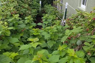 613 11th St SE, Rochester, MN 55904 - Photo 35