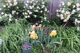 1136 Maryland Ave E, Saint Paul, MN 55106 - Photo 9