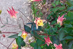 1136 Maryland Ave E, Saint Paul, MN 55106 - Photo 47