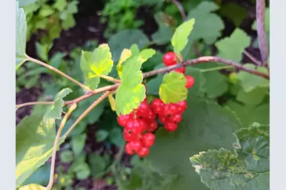 1136 Maryland Avenue E, Saint Paul, MN 55106 - Photo 51