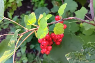 1136 Maryland Ave E, Saint Paul, MN 55106 - Photo 51