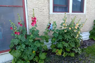 1136 Maryland Ave E, Saint Paul, MN 55106 - Photo 15