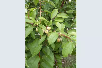 1136 Maryland Avenue E, Saint Paul, MN 55106 - Photo 49