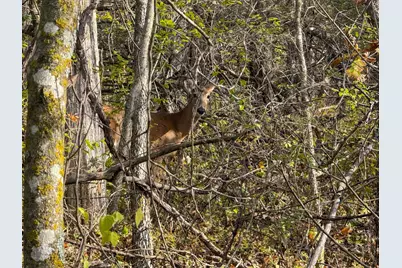 Tbd County 26, Houston, MN 55943 - Photo 35