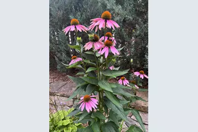 831 Central Avenue, Red Wing, MN 55066 - Photo 33