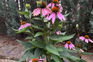 831 Central Ave, Red Wing, MN 55066 - Photo 33