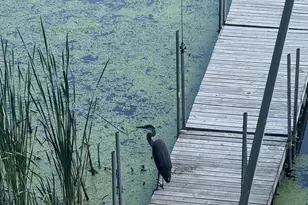 348 105th St NW, Oronoco, MN 55960 - Photo 45