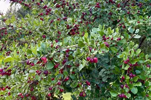 38213 State Hwy 87, Frazee, MN 56544 - Photo 13