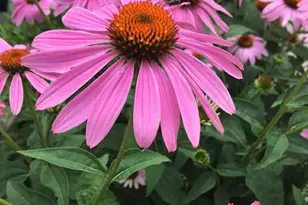 107 E 5th St, Morris, MN 56267 - Photo 75