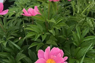 107 E 5th St, Morris, MN 56267 - Photo 69