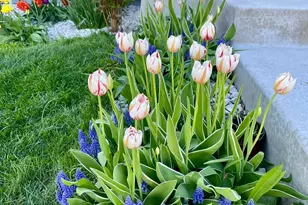 1242 Maple Ln, Carver, MN 55315 - Photo 35