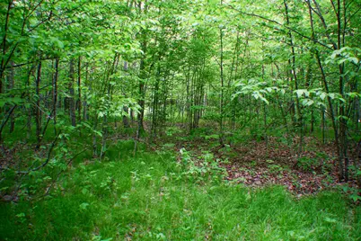Tbd- 315th Avenue, Laporte, MN 56461 - Photo 21