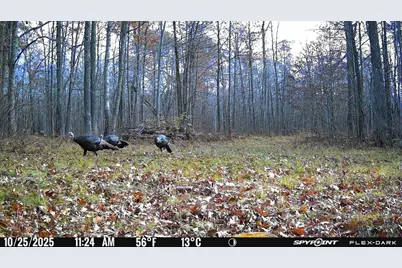 Tbd 315th Avenue, Laporte, MN 56461 - Photo 33