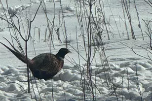 7874 475th St, Rush City, MN 55069 - Photo 53