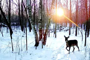 7874 475th St, Rush City, MN 55069 - Photo 83