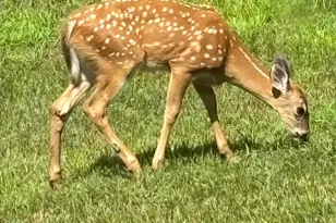 3642 Maple Drive S, Cambridge, MN 55008 - Photo 75