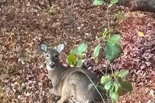 3642 Maple Drive S, Cambridge, MN 55008 - Photo 71