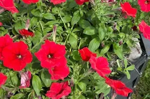 9447 Pilgrim Ln N, Maple Grove, MN 55369 - Photo 47