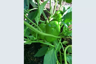 9447 Pilgrim Lane N, Maple Grove, MN 55369 - Photo 59