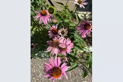 9447 Pilgrim Lane N, Maple Grove, MN 55369 - Photo 57