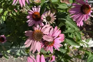 9447 Pilgrim Ln N, Maple Grove, MN 55369 - Photo 57