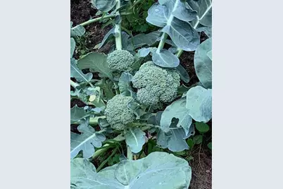 9447 Pilgrim Lane N, Maple Grove, MN 55369 - Photo 65