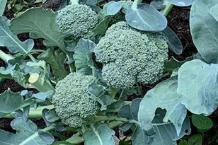 9447 Pilgrim Ln N, Maple Grove, MN 55369 - Photo 65