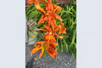 9447 Pilgrim Lane N, Maple Grove, MN 55369 - Photo 45