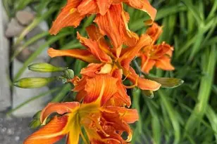 9447 Pilgrim Ln N, Maple Grove, MN 55369 - Photo 45