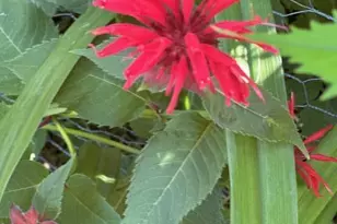 9447 Pilgrim Ln N, Maple Grove, MN 55369 - Photo 53