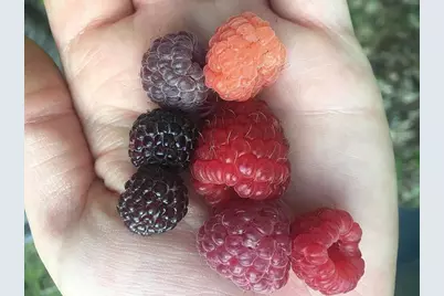 66605 Norway Spruce Road, Finlayson, MN 55735 - Photo 31